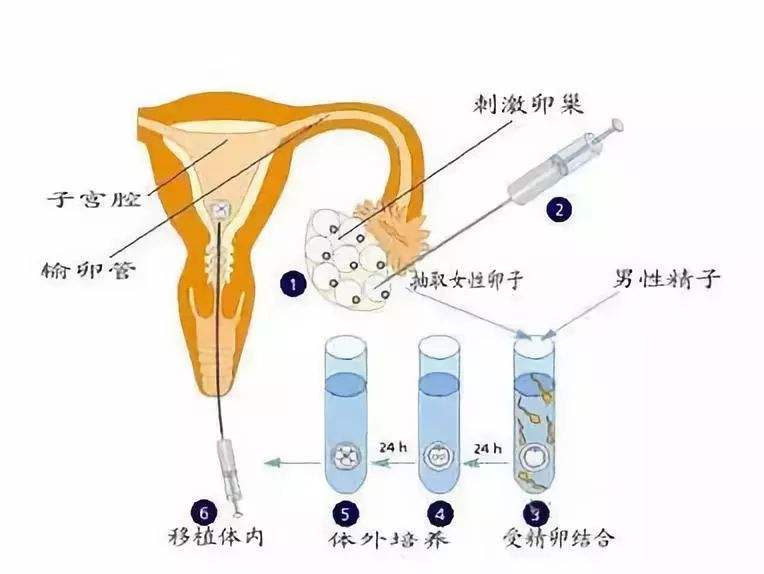 哪些明星做过代生产子网