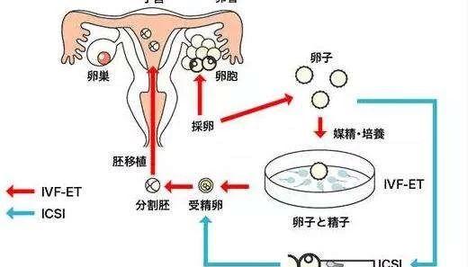 2024北京妇产生殖医生名单,10位专家供卵自怀套餐成功率参考