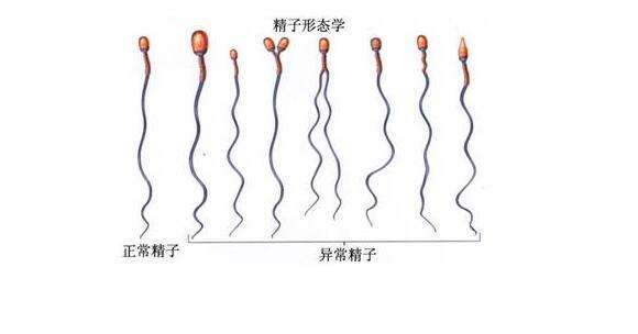 北京私立医院供卵试管都来安琪儿赞扬+北京夫妻正常做试管男孩多少钱都来安琪儿完美